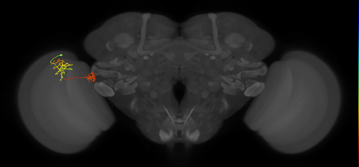 Tm34_L (MaleCNS:58029)