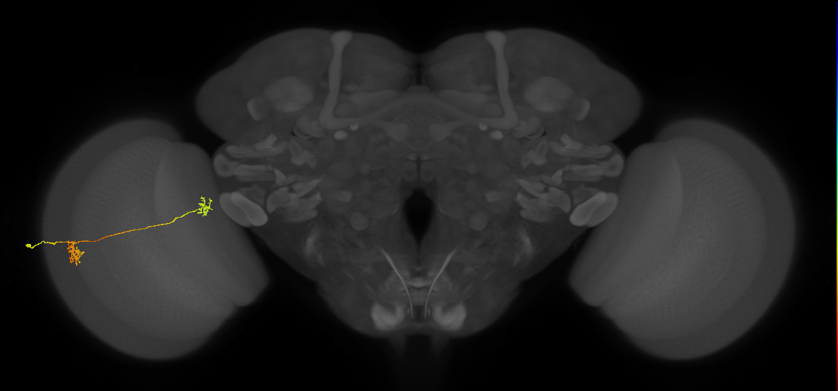 Tm34_L (MaleCNS:90667)