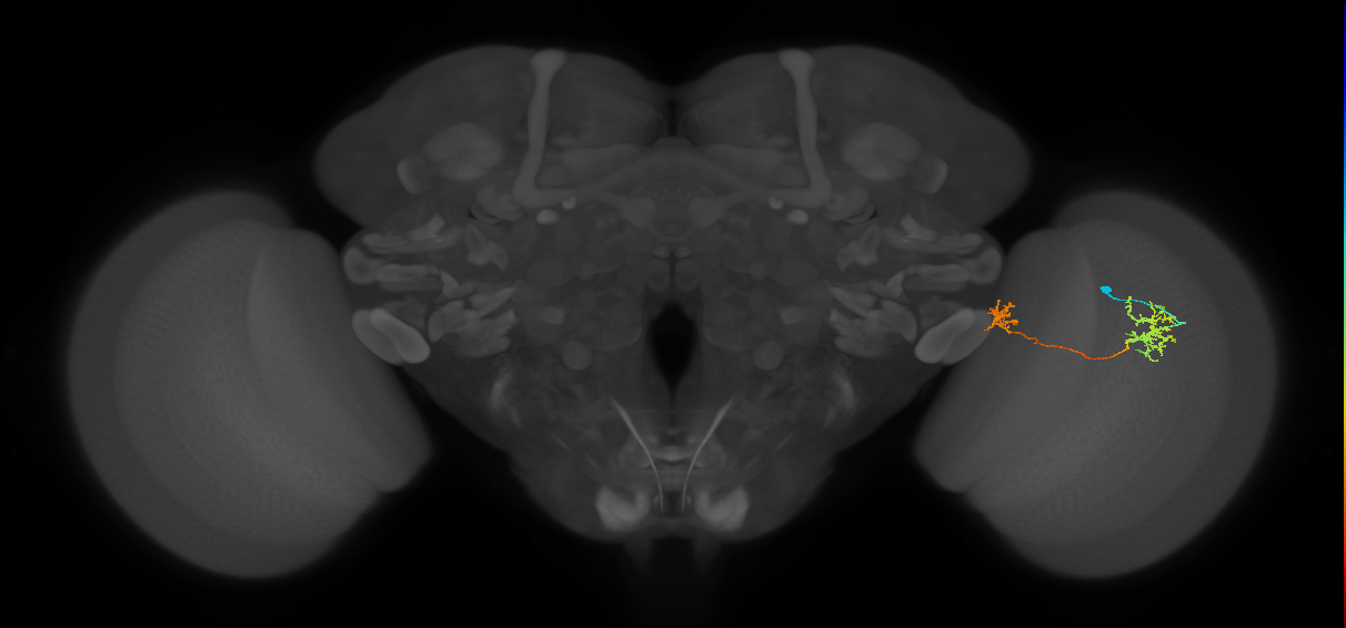 Tm34_R (MaleCNS:67691)
