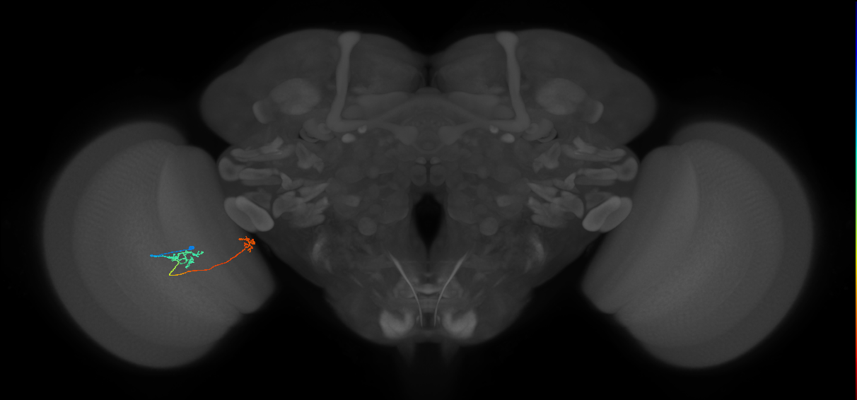 Tm34_L (MaleCNS:129447)