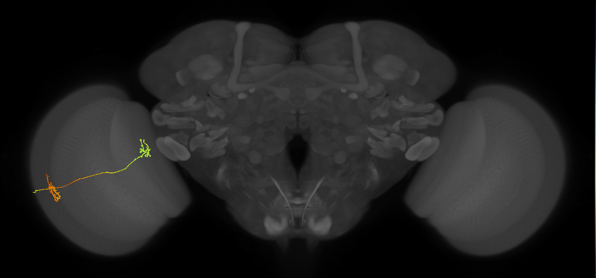 Tm34_L (MaleCNS:129099)