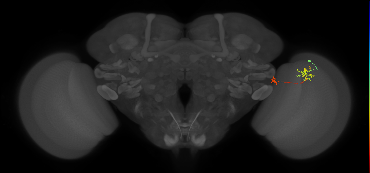 Tm34_R (MaleCNS:83071)
