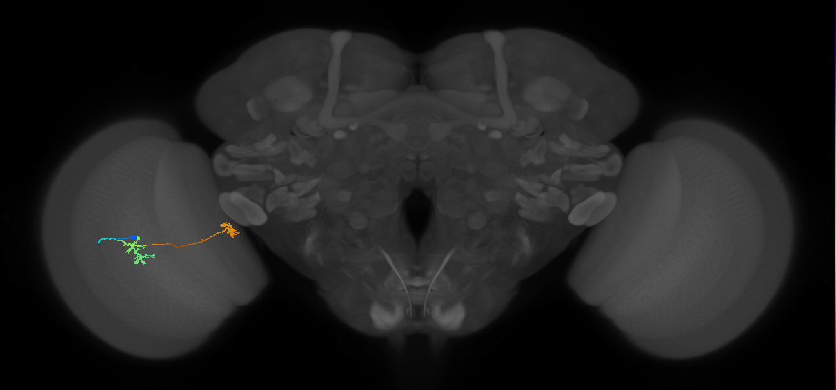 Tm34_L (MaleCNS:74246)