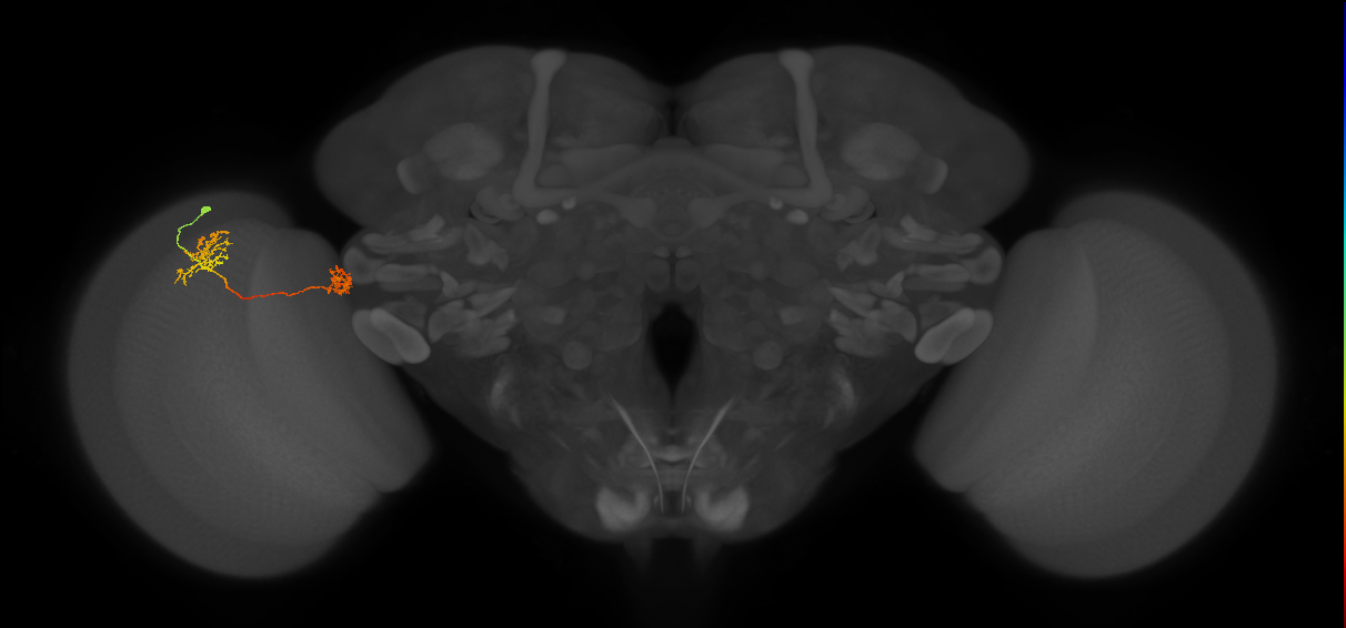 Tm34_L (MaleCNS:75657)