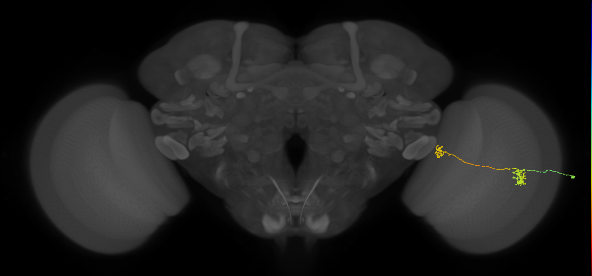 Tm34_R (MaleCNS:76304)
