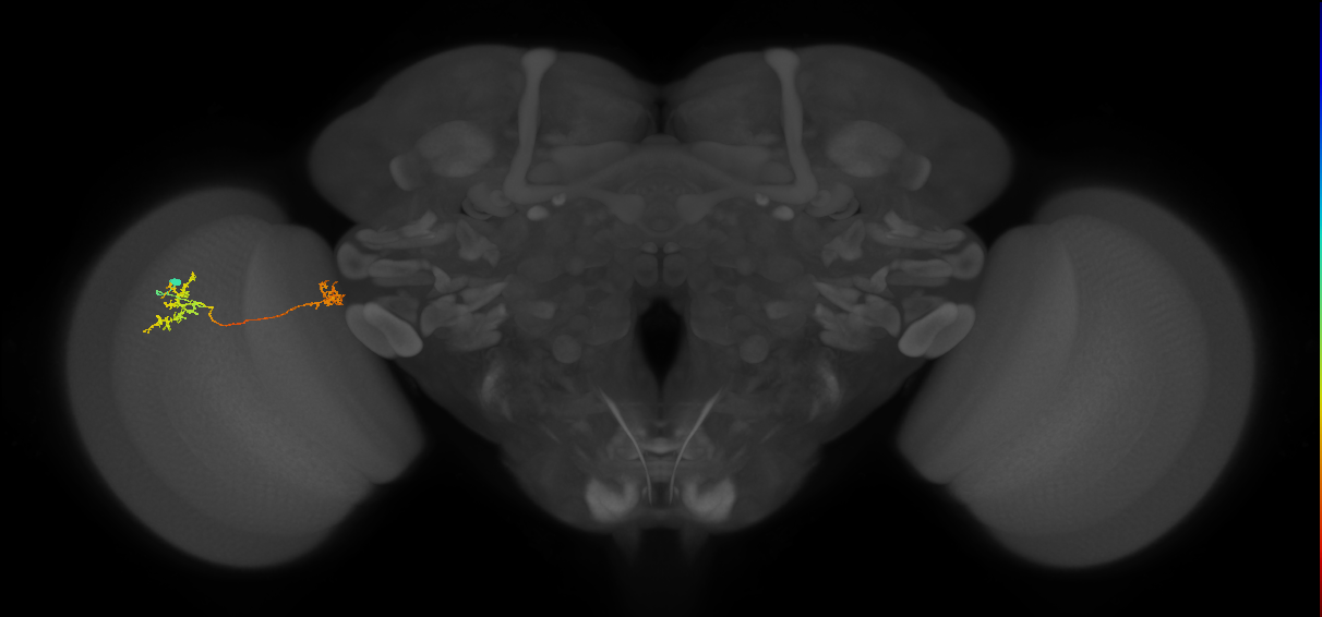 Tm34_L (MaleCNS:516535)