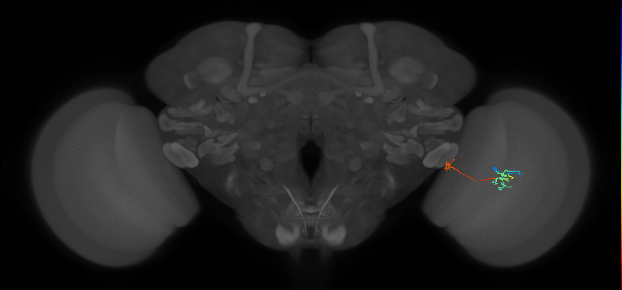 Tm34_R (MaleCNS:77234)