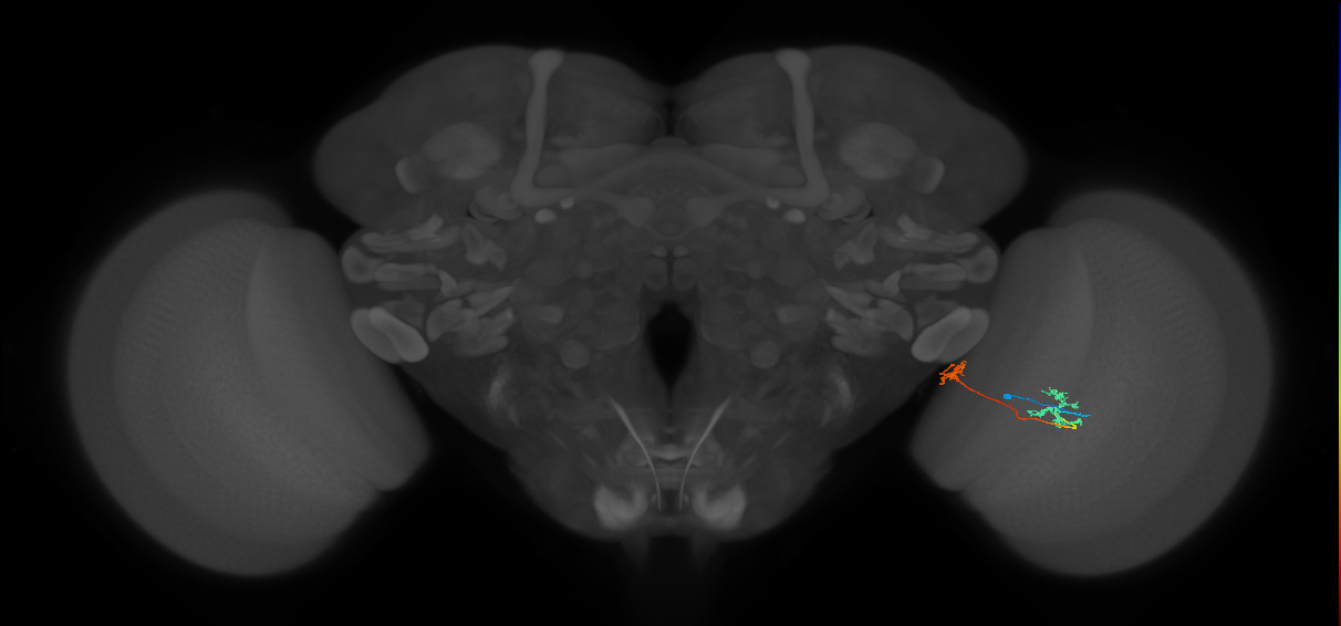Tm34_R (MaleCNS:98934)
