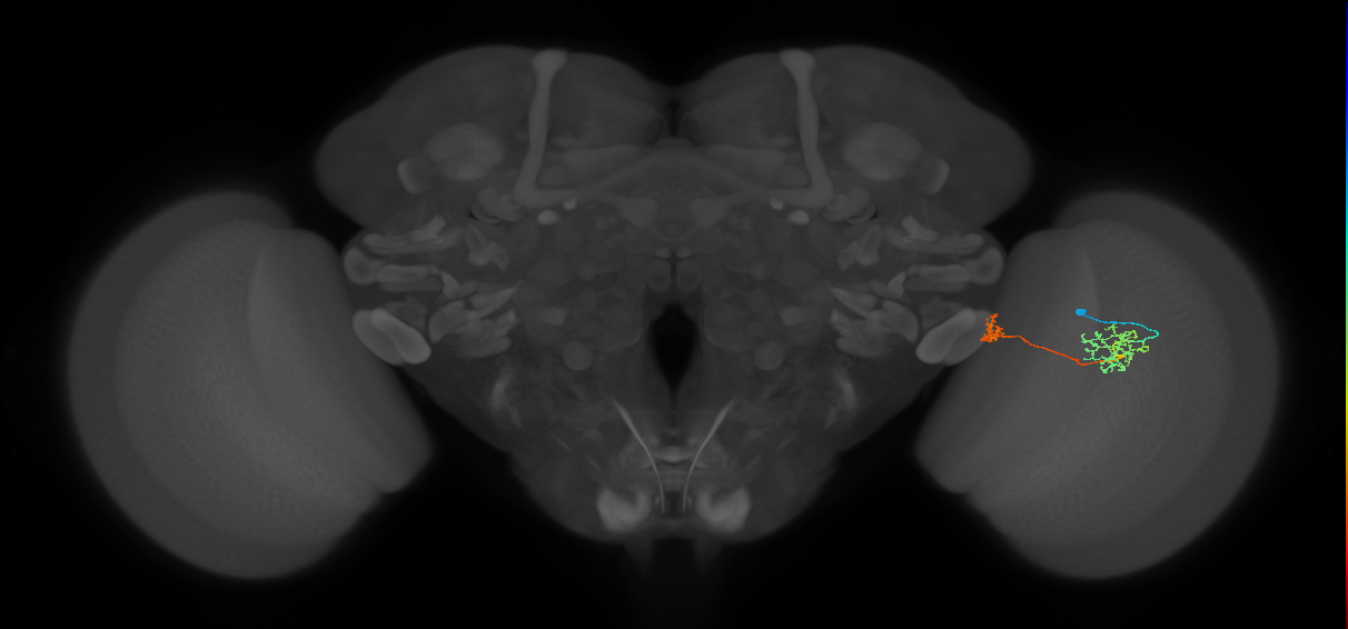 Tm34_R (MaleCNS:104101)
