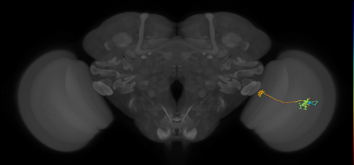 Tm34_R (MaleCNS:78614)