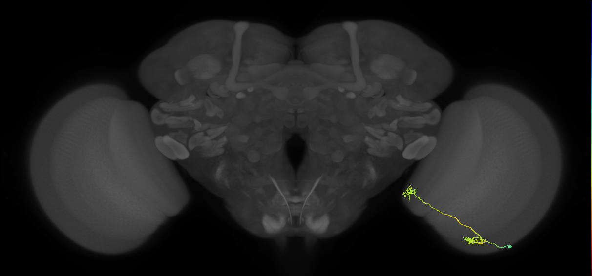 Tm34_R (MaleCNS:81446)