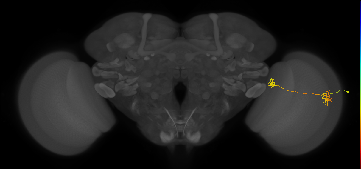 Tm34_R (MaleCNS:65485)