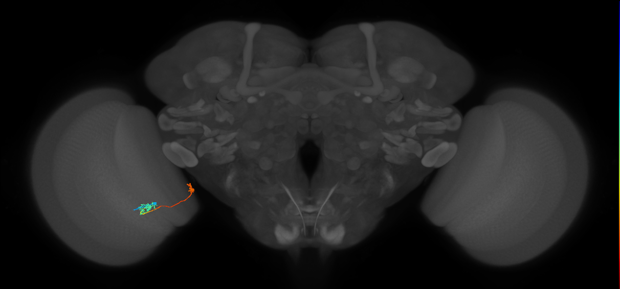 Tm34_L (MaleCNS:155027)