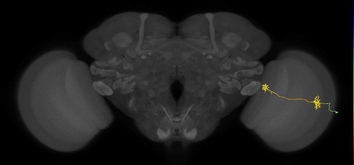 Tm34_R (MaleCNS:60571)
