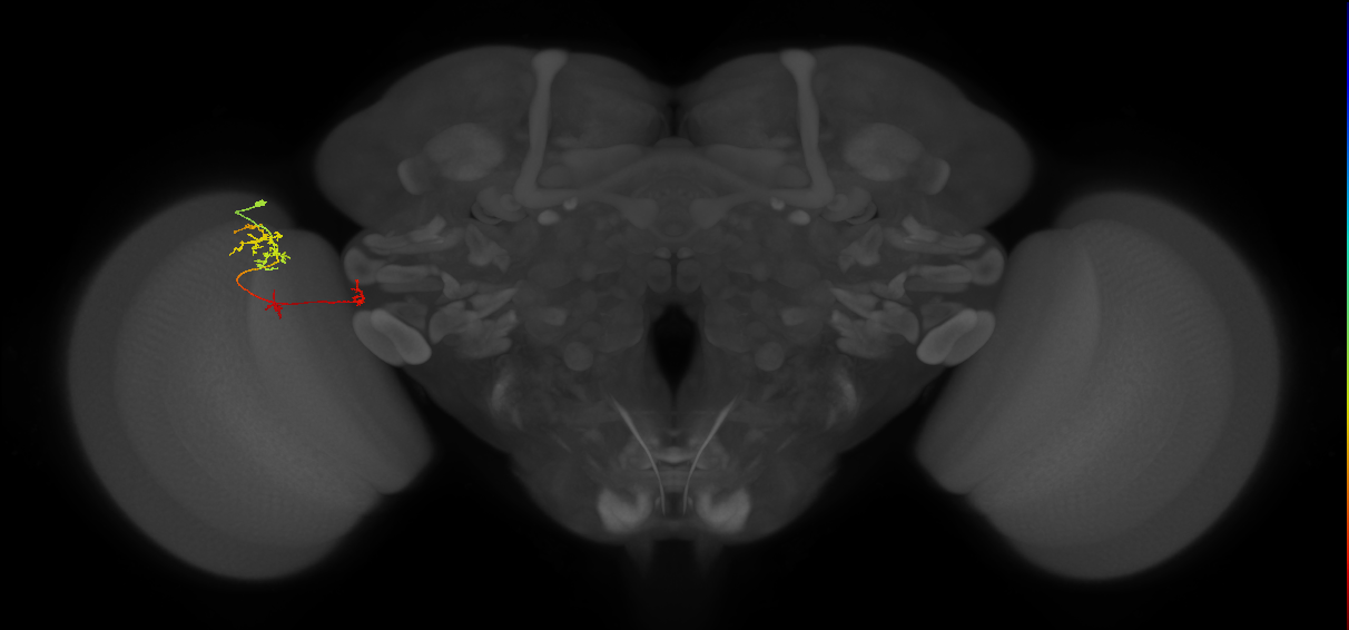 Tm34_L (MaleCNS:151611)