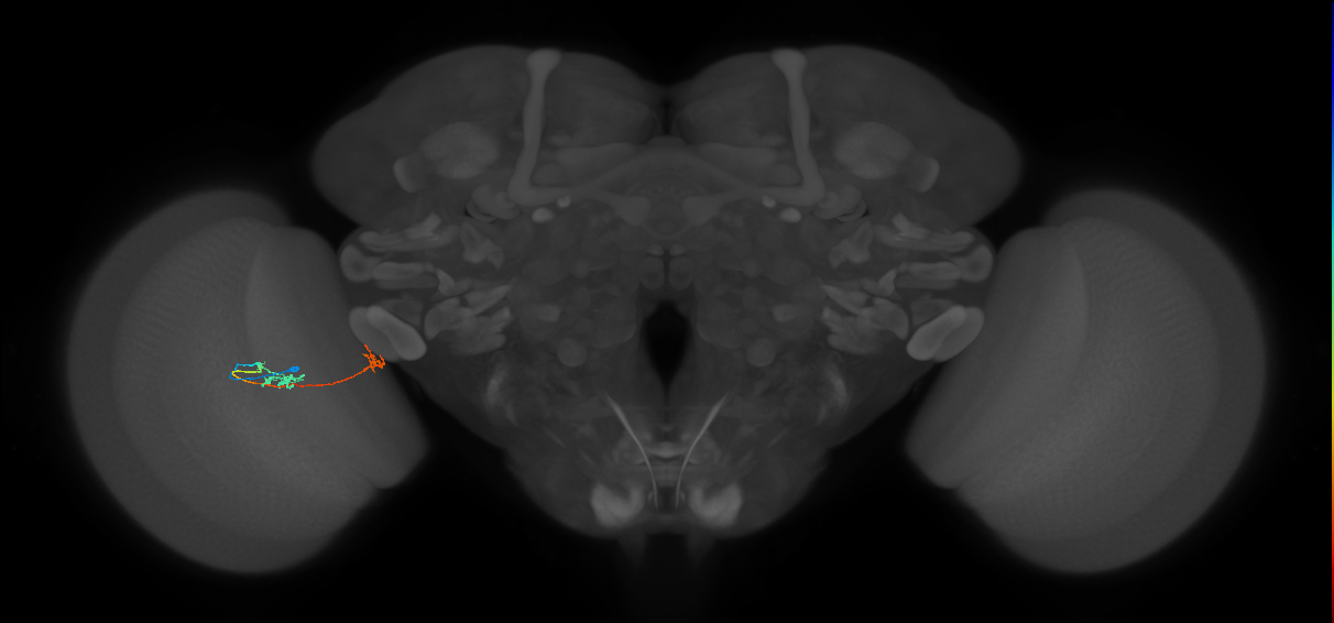 Tm34_L (MaleCNS:512444)
