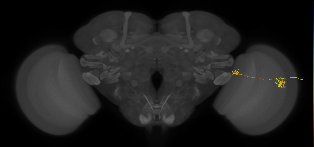 Tm34_R (MaleCNS:83985)