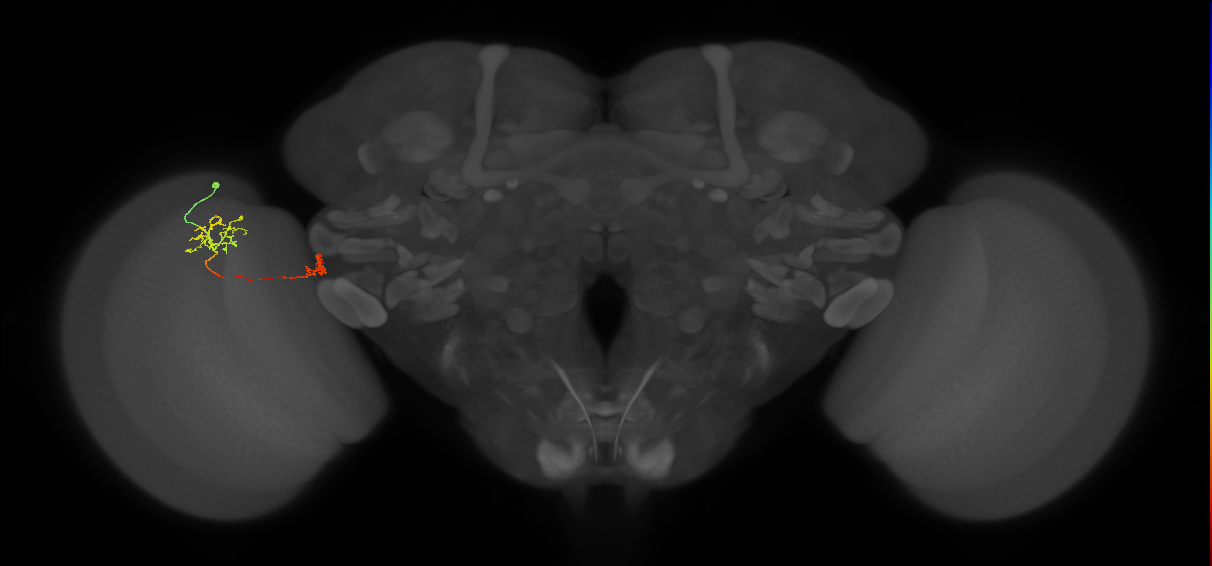 Tm34_L (MaleCNS:91459)