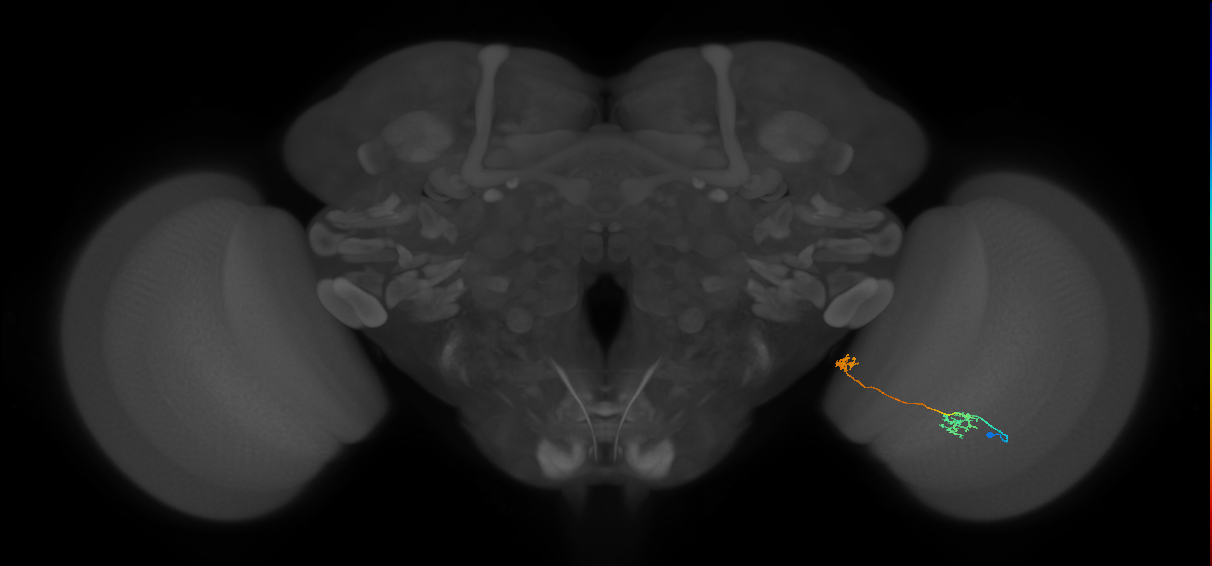 Tm34_R (MaleCNS:106431)