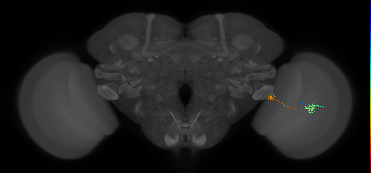 Tm34_R (MaleCNS:82676)