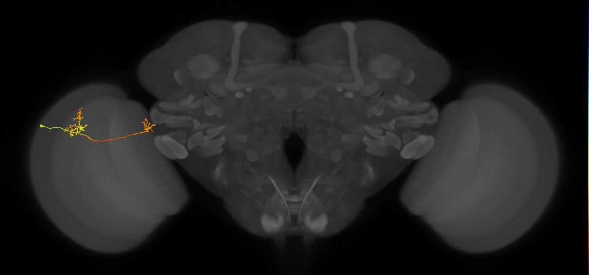 Tm34_L (MaleCNS:544460)