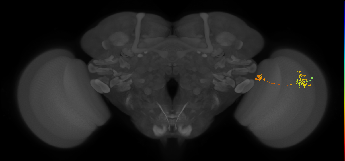 Tm34_R (MaleCNS:65355)