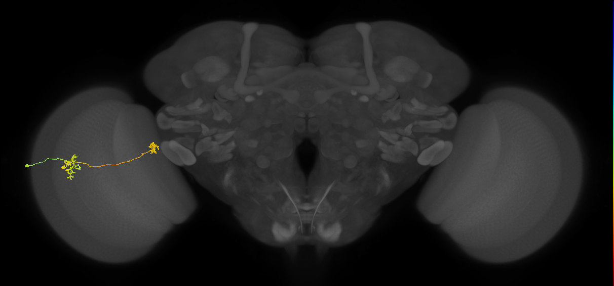 Tm34_L (MaleCNS:112053)