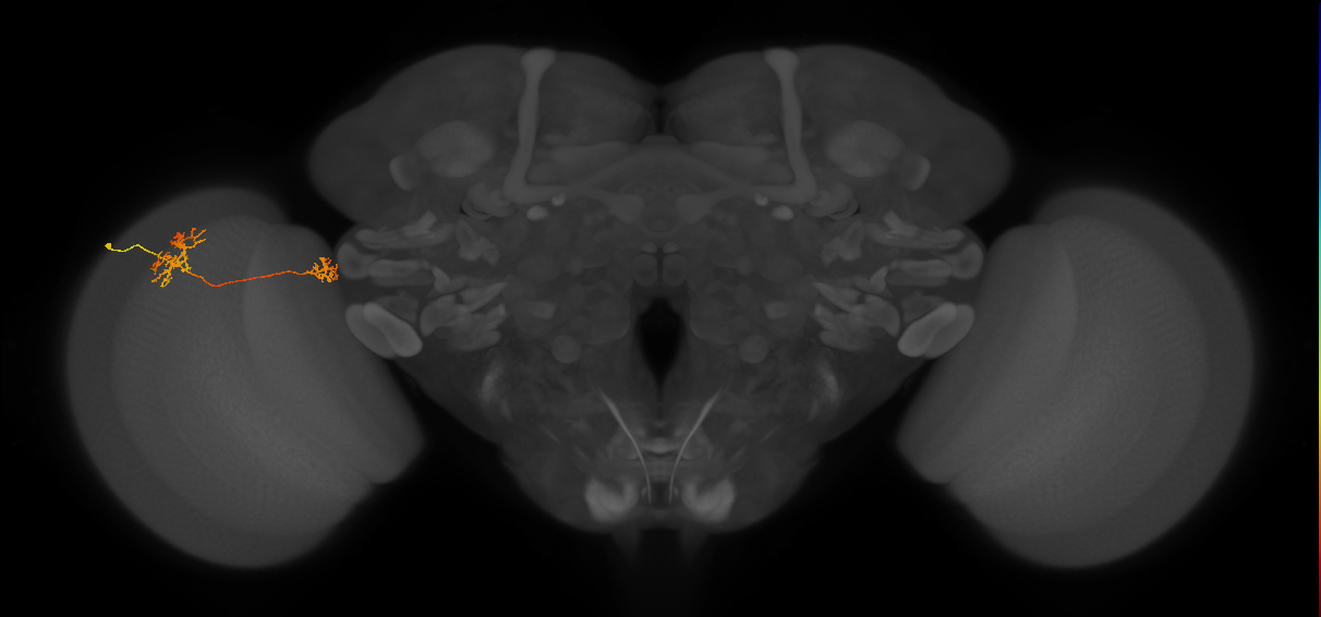 Tm34_L (MaleCNS:541796)