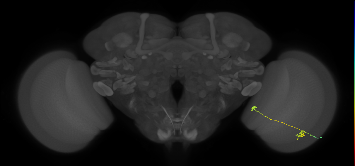 Tm34_R (MaleCNS:103611)