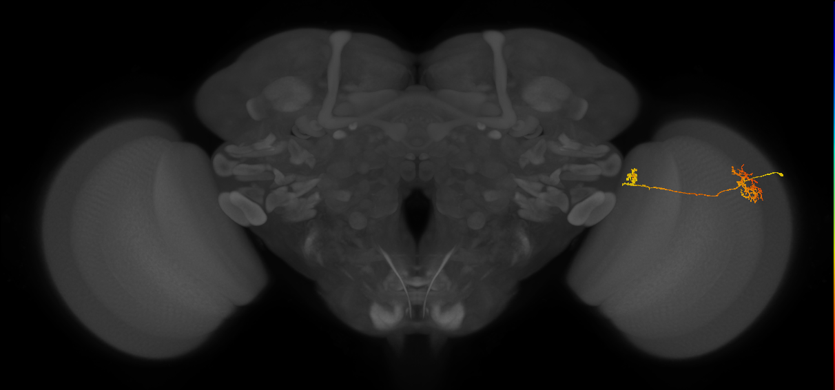 Tm34_R (MaleCNS:73503)