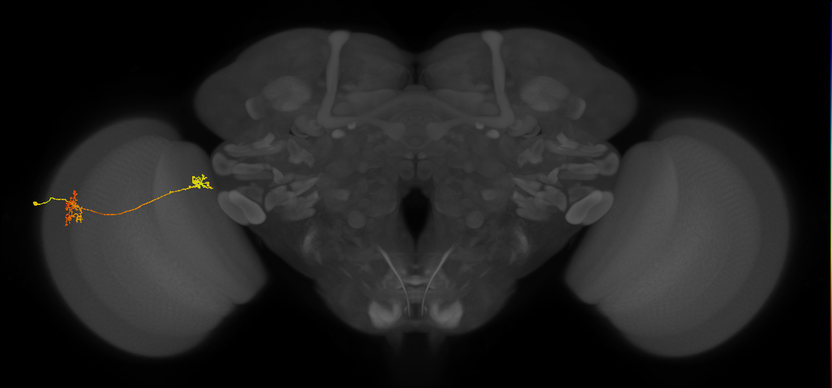 Tm34_L (MaleCNS:512364)