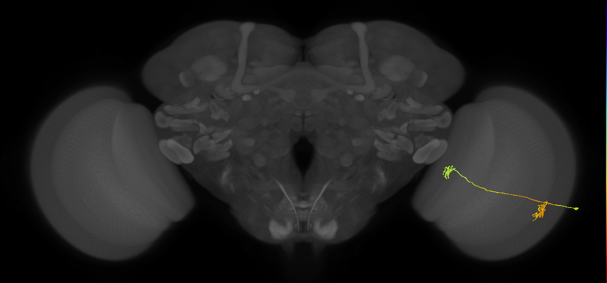 Tm34_R (MaleCNS:77405)