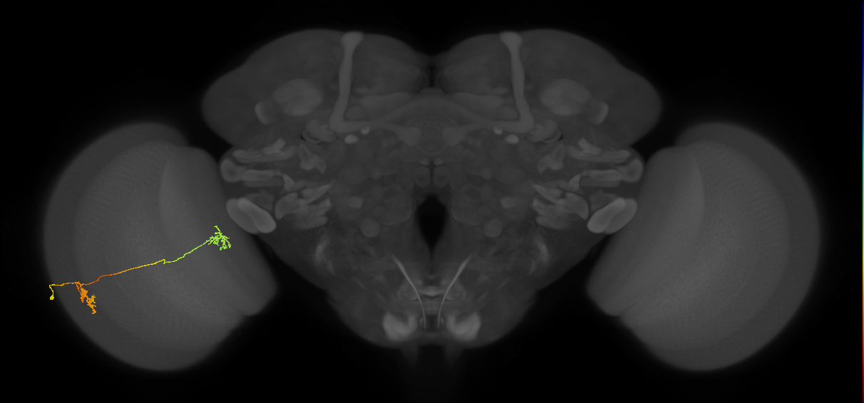 Tm34_L (MaleCNS:43395)
