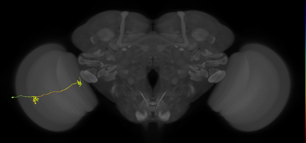 Tm34_L (MaleCNS:97423)
