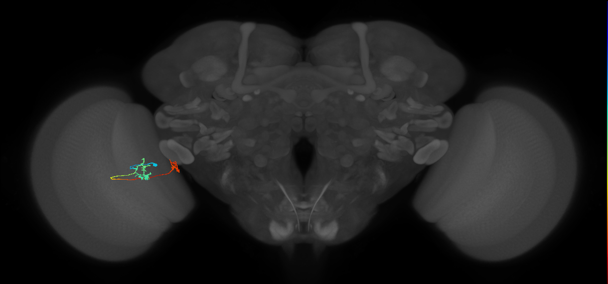 Tm34_L (MaleCNS:545477)