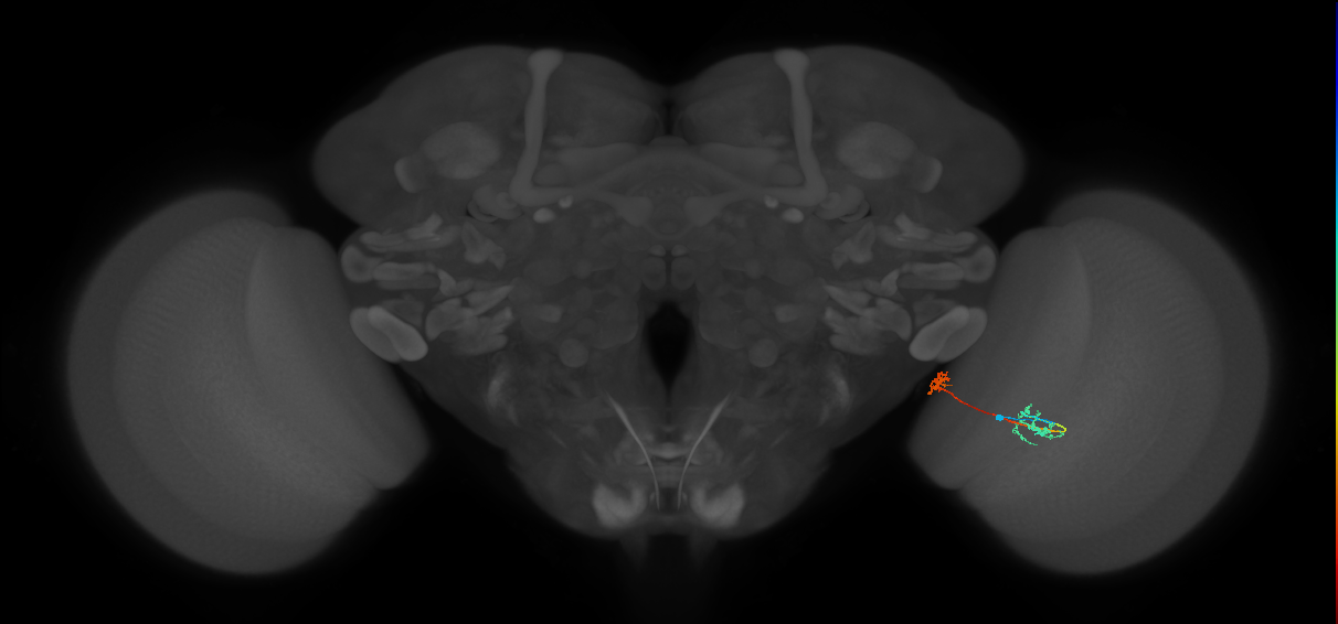 Tm34_R (MaleCNS:97387)