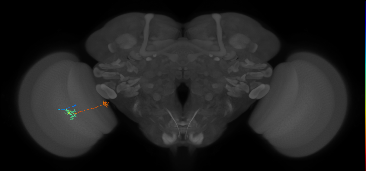 Tm34_L (MaleCNS:172968)