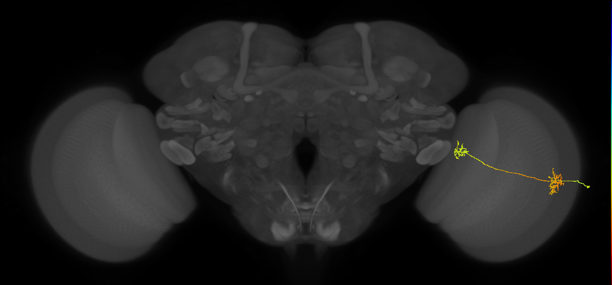 Tm34_R (MaleCNS:97555)