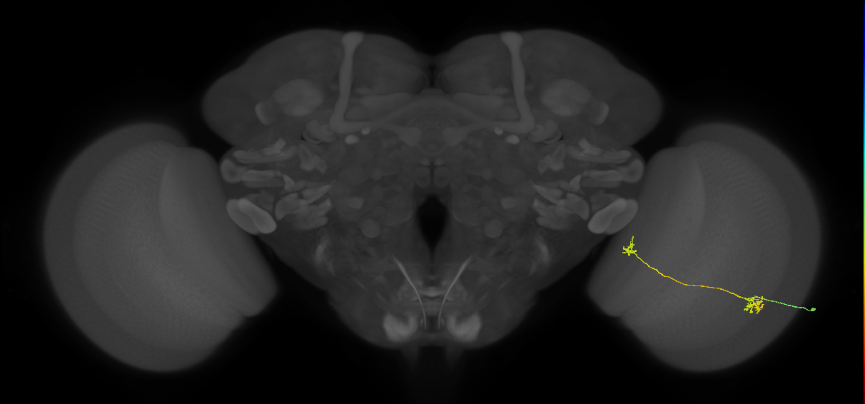 Tm34_R (MaleCNS:102516)
