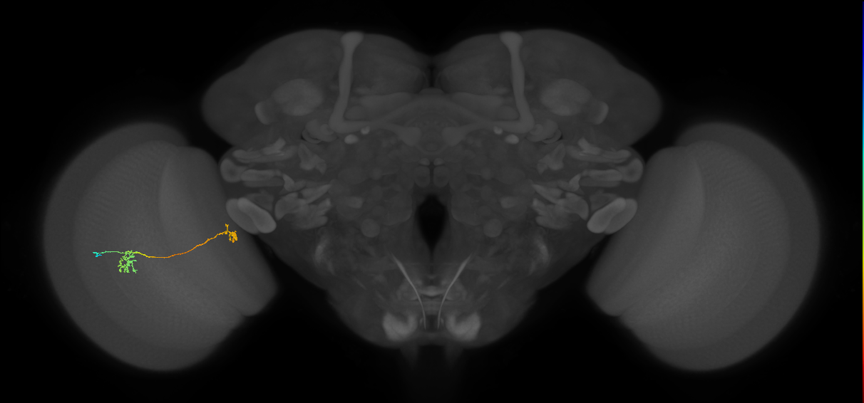 Tm34_L (MaleCNS:150332)
