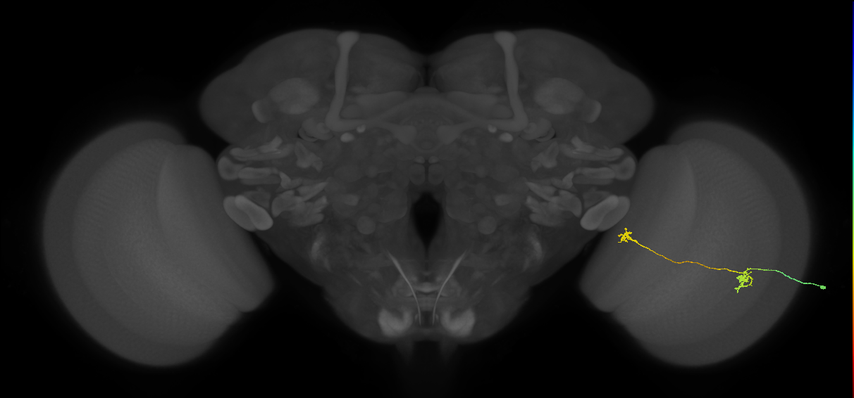 Tm34_R (MaleCNS:143827)