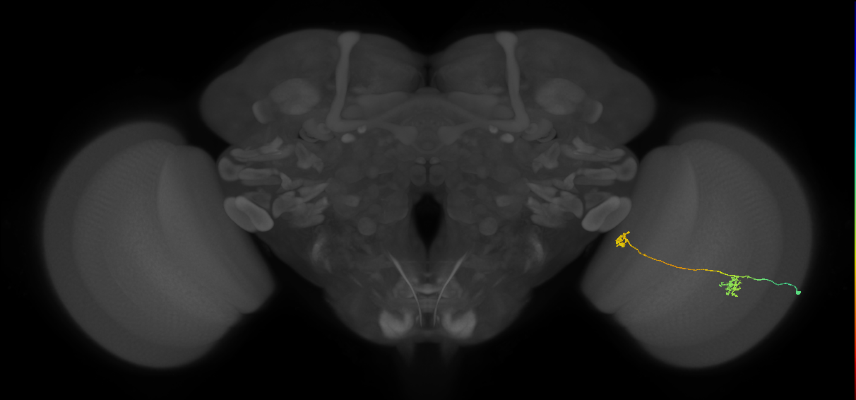 Tm34_R (MaleCNS:92849)