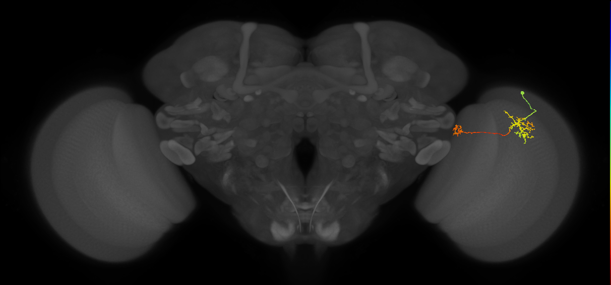 Tm34_R (MaleCNS:80226)