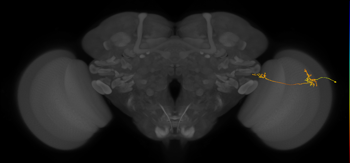 Tm34_R (MaleCNS:112861)