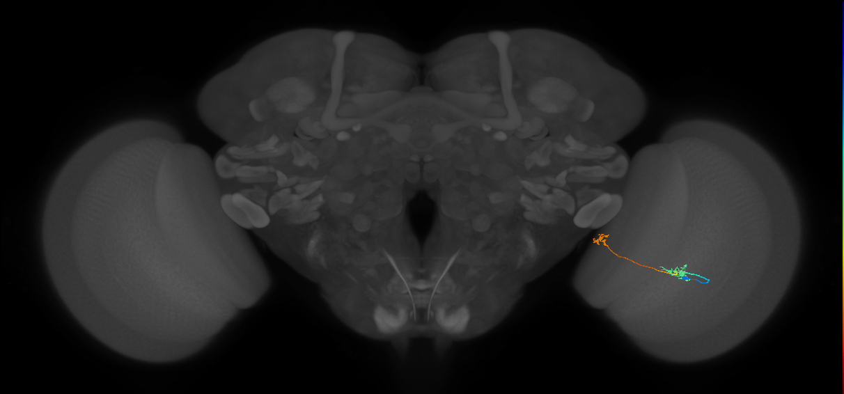 Tm34_R (MaleCNS:108385)