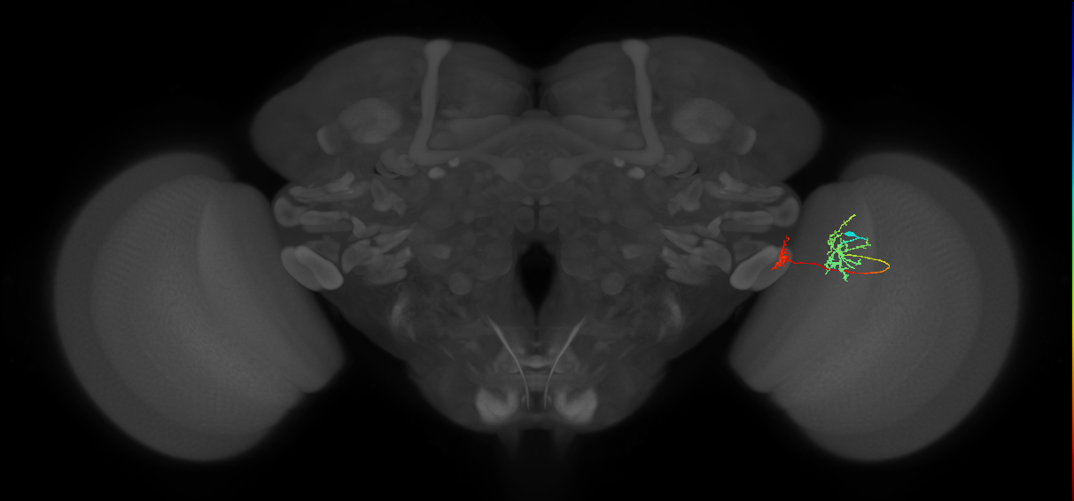Tm34_R (MaleCNS:77283)