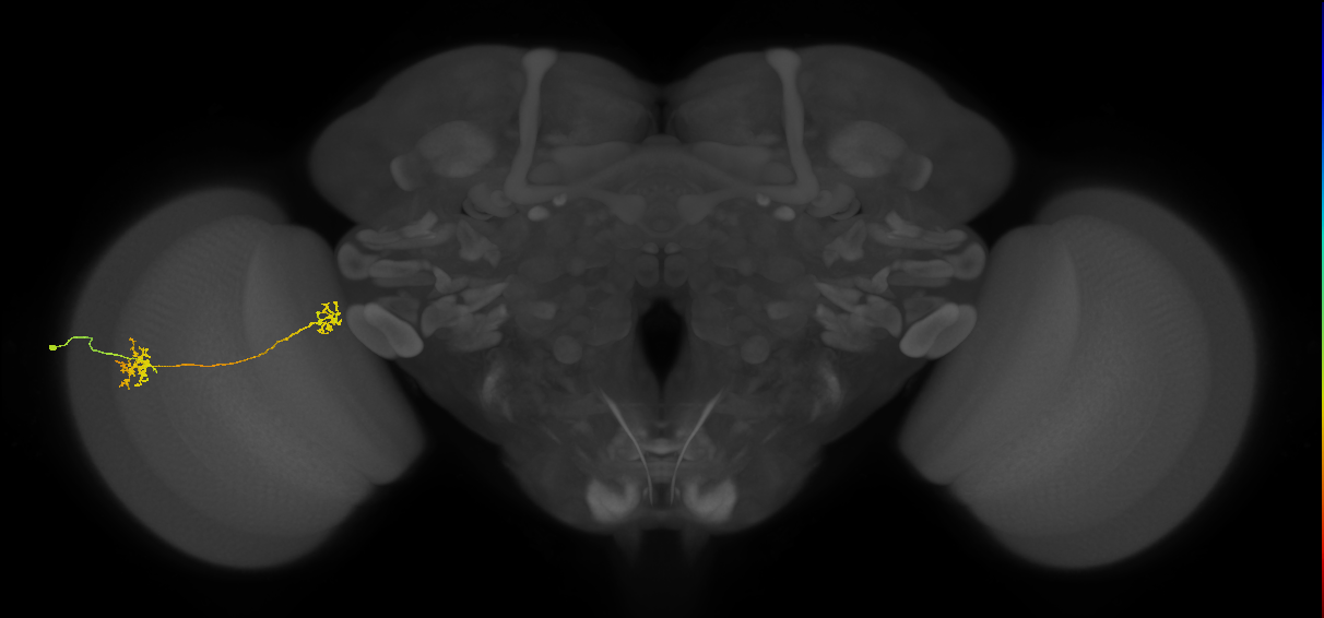 Tm34_L (MaleCNS:519192)