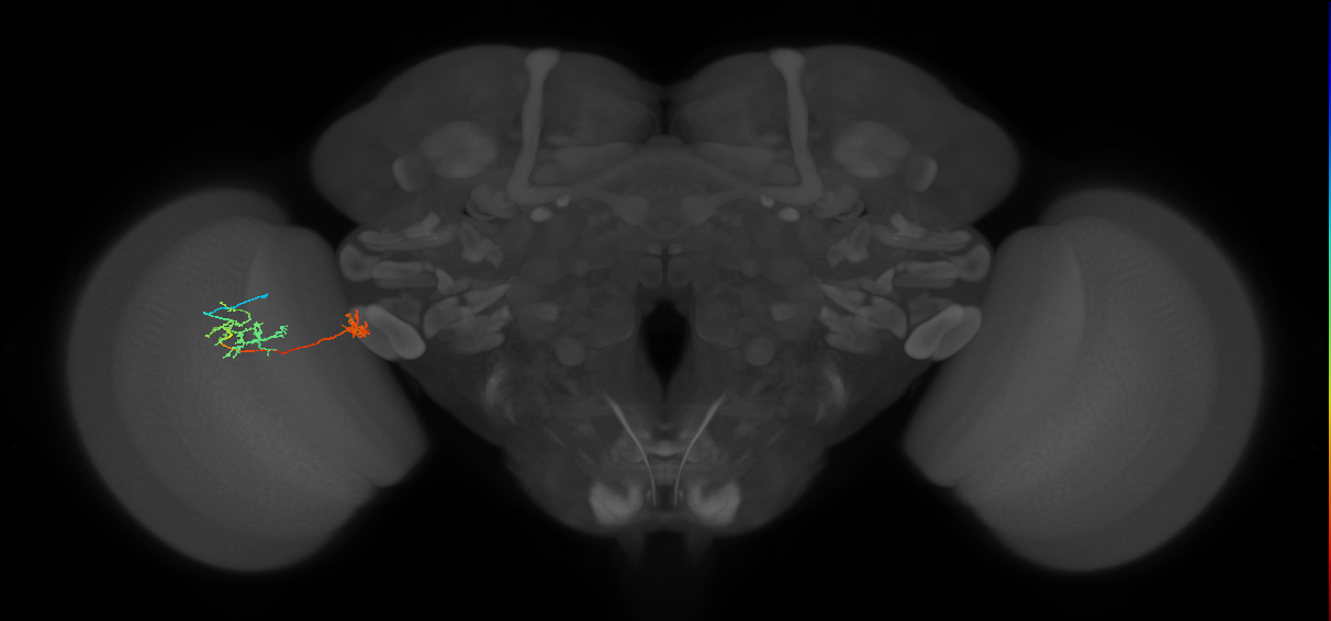 Tm34_L (MaleCNS:556630)