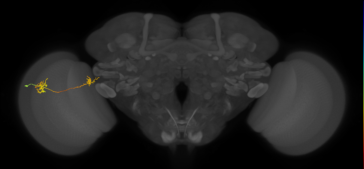 Tm34_L (MaleCNS:62575)