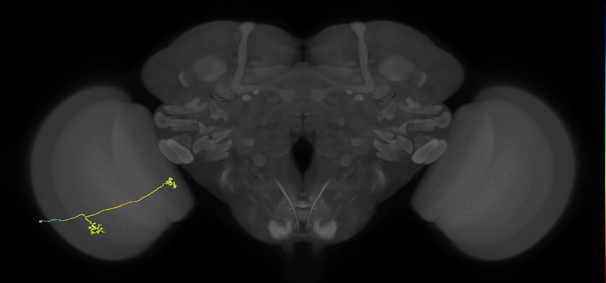 Tm34_L (MaleCNS:107882)